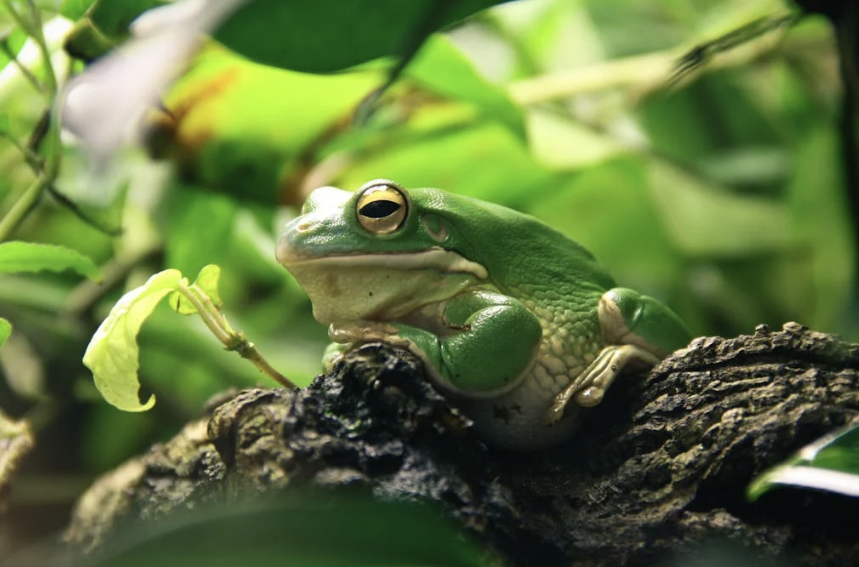 frog on stick